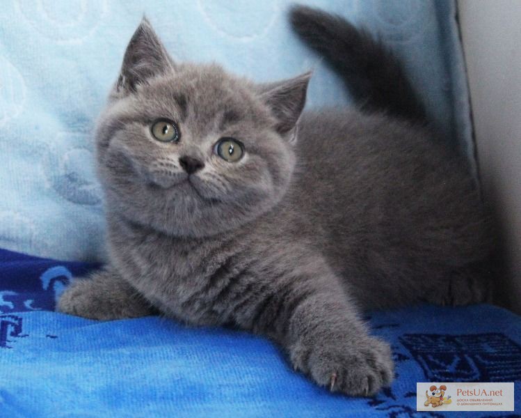 Плюшевое Чудо-британский голубой котенок!