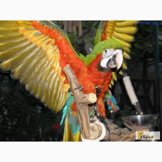 Ручной домашний выкормыш попугай Ара, Арлекин