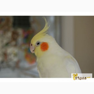 Куплю попугая кореллу - альбиноса