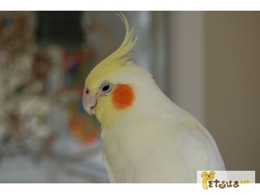 Фото 1/1. Куплю попугая кореллу - альбиноса