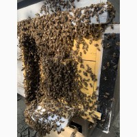 Карпатские плодные меченые пчеломатки (тип Вучковский)