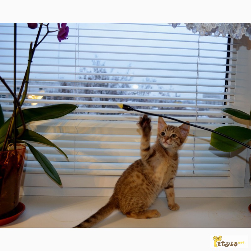 Фото 5. Продажа котят породы Оцикет (Ociket)