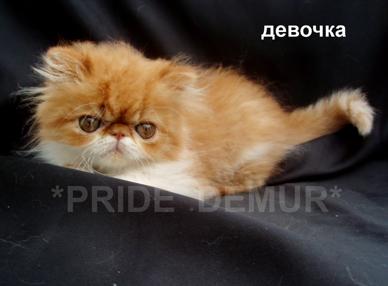 Фото 9. Персидские и экзотические котята