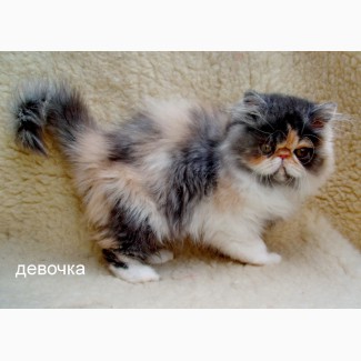Персидские и экзотические котята