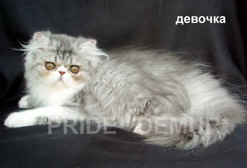 Фото 4. Персидские и экзотические котята