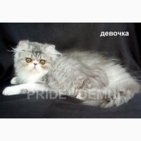 Персидские и экзотические котята