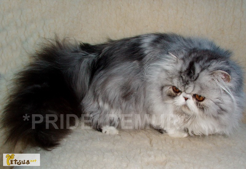 Фото 8. Персидские и экзотические котята