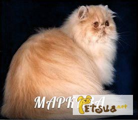 Шикарная кошка перс-экстримал бежевого окраса ищет такой же породы кота