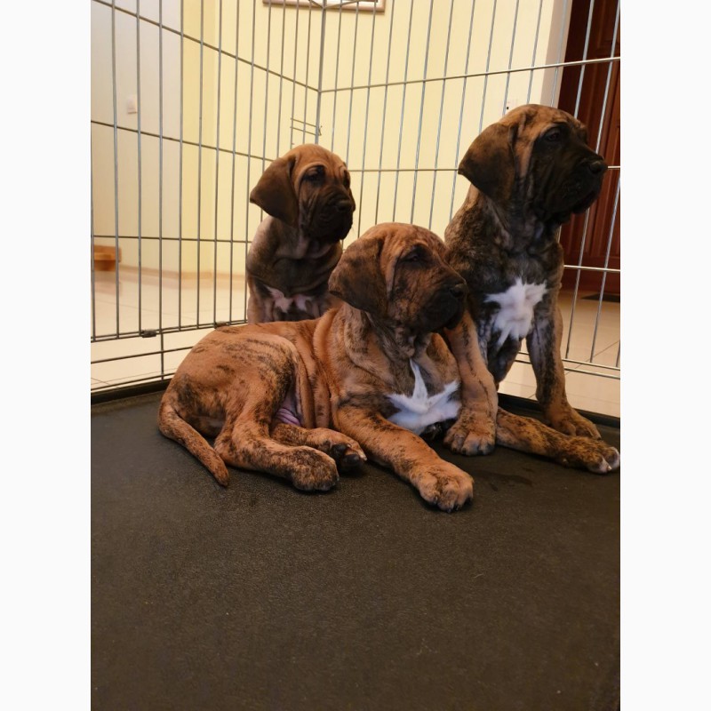 Фото 2/8. Щенки Фила Бразильеро Promising puppies for sale