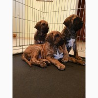 Щенки Фила Бразильеро Promising puppies for sale