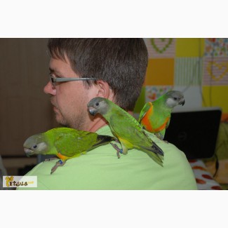 Абсолютно ручные попугаи средних размеров– птенцы Сенегала, Аратинги и Калиты-монаха. Лучш