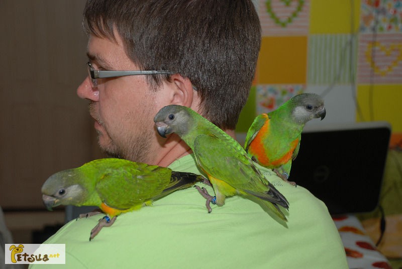 Абсолютно ручные попугаи средних размеров– птенцы Сенегала, Аратинги и Калиты-монаха. Лучш