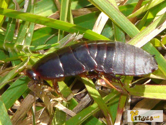 Фото 1/1. Суринамские тараканы (Pycnoscelus surinamensis)