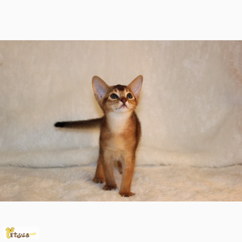Фото 2. Абиссинские котята из питомника