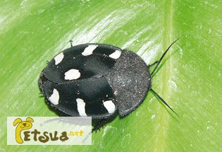 Тараканы домино (Therea petiveriana)