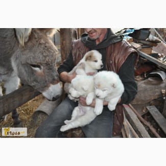 Продам щенков САО(алабай, среднеазиатская овчарка)цена договорная