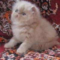 Очаровательные кошечки персидские