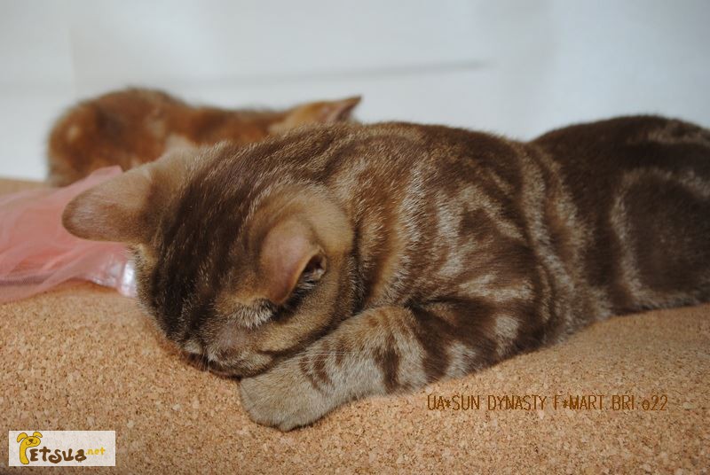 Фото 4. Британский котенок эсклюзивного окраса