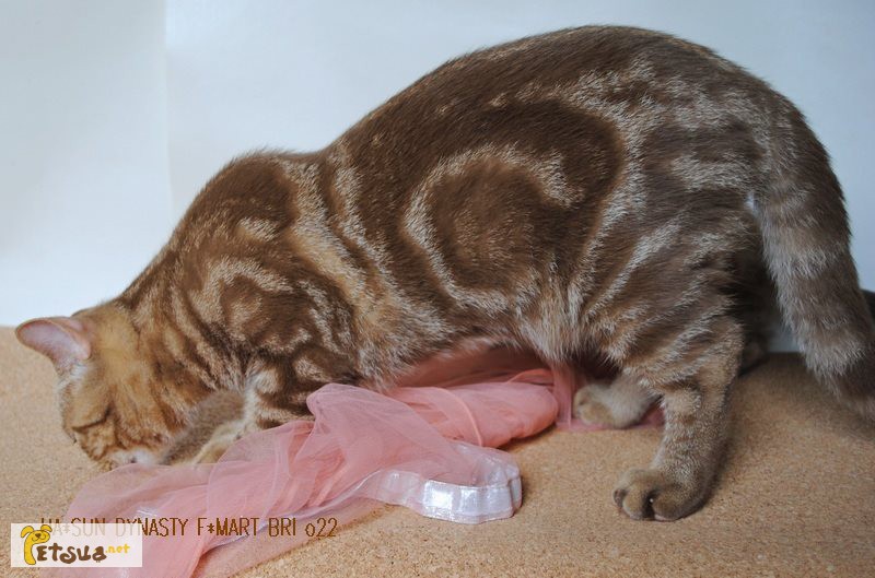 Фото 5. Британский котенок эсклюзивного окраса