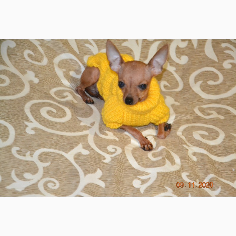 Фото 5. Одежда для миниатюрных Собак Ручное вязание без швов