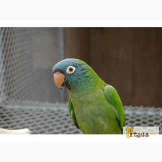 Продам ручного попугая Aratinga acuticaudata acuticaudata