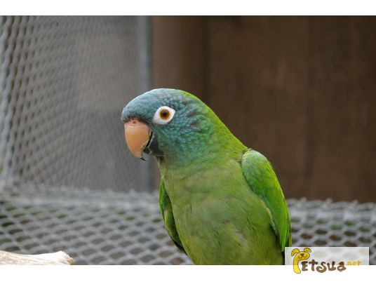 Фото 1/1. Продам ручного попугая Aratinga acuticaudata acuticaudata