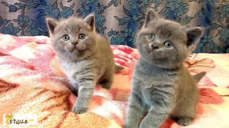 Продаю британских короткошерстных котят