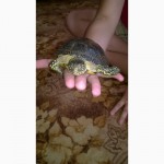 Продам болотную черепаху