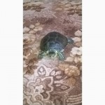 Продам болотную черепаху