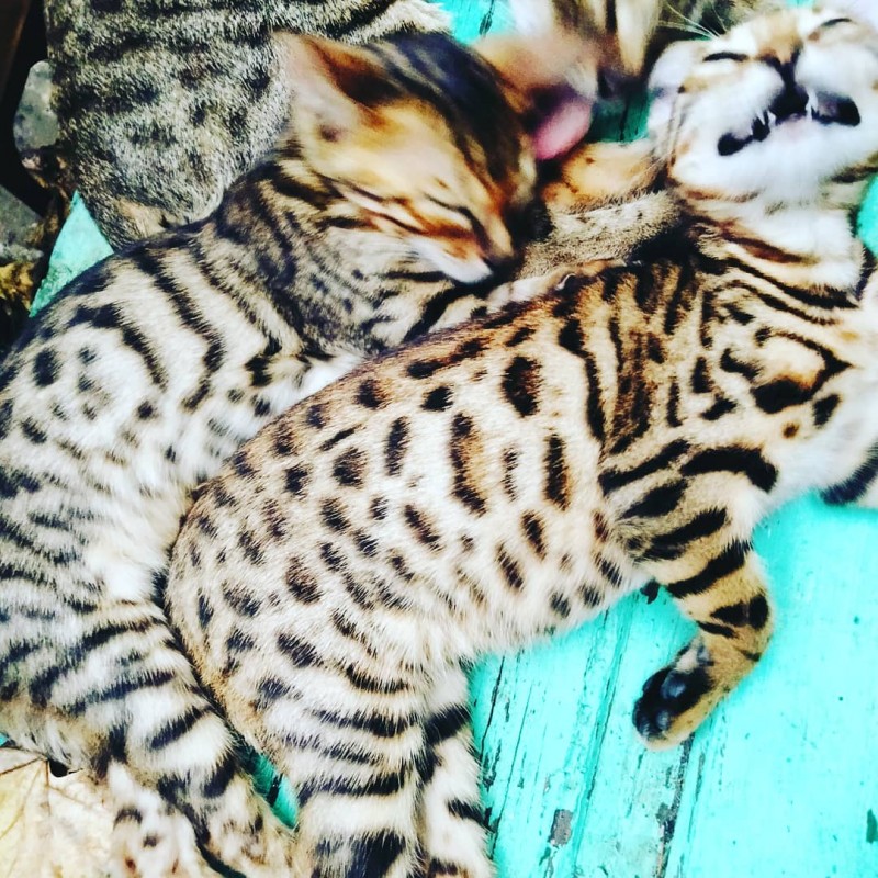 Бенгальські кошенята.бенгальские котята