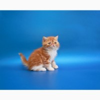 Котёнок экзот, мальчик в окрасе красный мраморный биколор