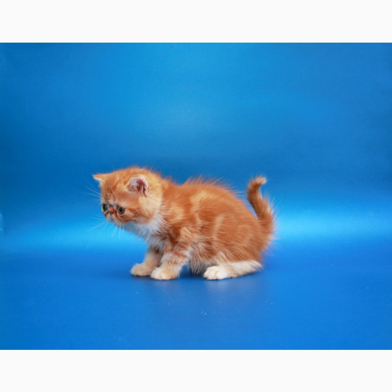 Фото 2/2. Котёнок экзот, мальчик в окрасе красный мраморный биколор