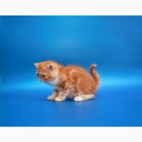 Котёнок экзот, мальчик в окрасе красный мраморный биколор