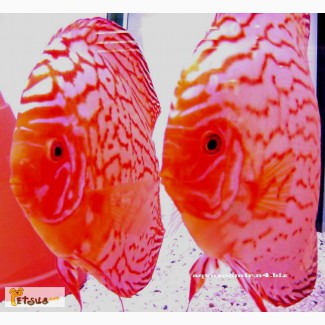 Дискус (Discus) Скорпион