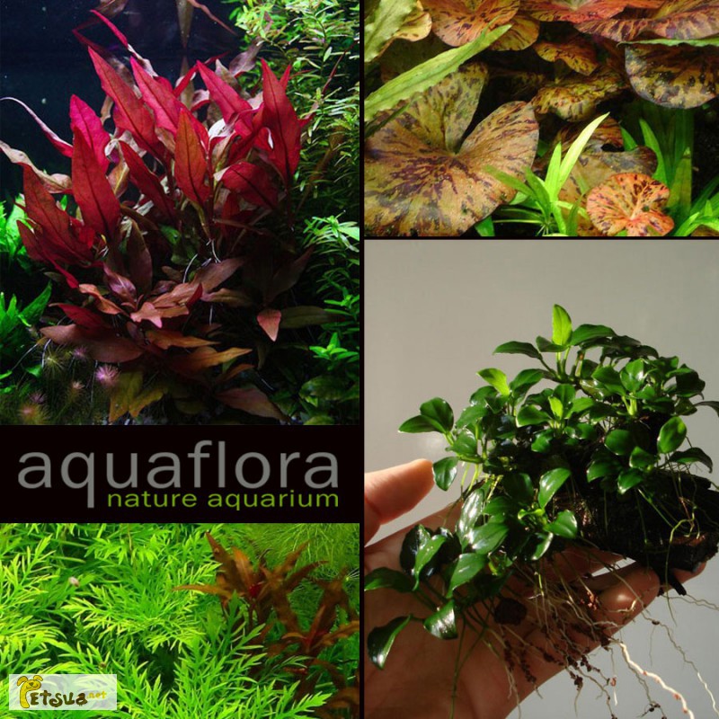 Живые растения для аквариума
