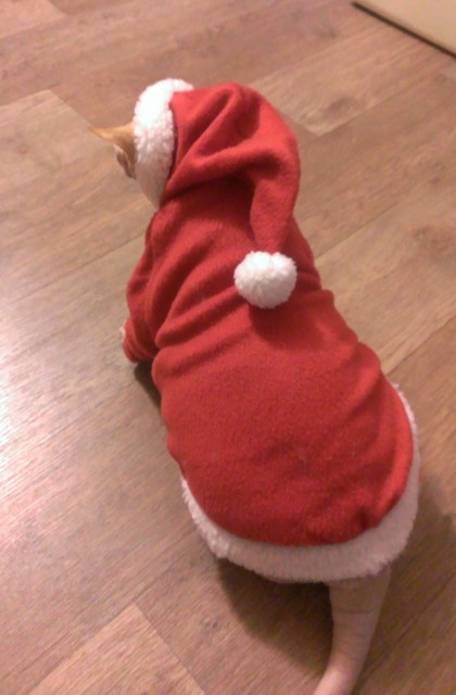 Фото 2. Новогодний костюм для собак или сфинксов -свитер Санта