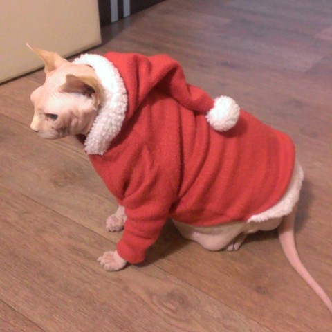 Фото 3. Новогодний костюм для собак или сфинксов -свитер Санта