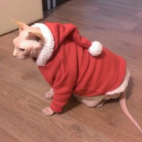 Новогодний костюм для собак или сфинксов -свитер Санта