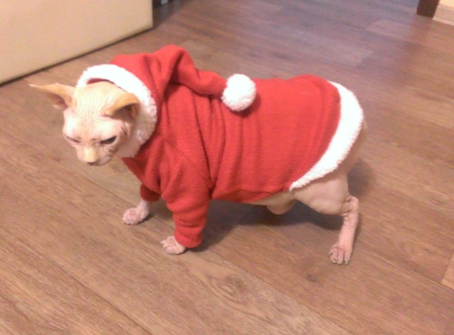 Фото 4. Новогодний костюм для собак или сфинксов -свитер Санта
