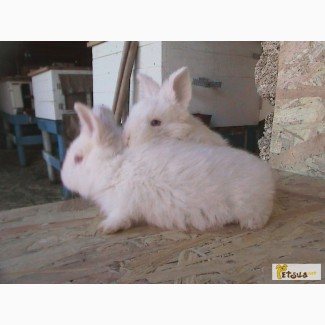 Продам кроликов новозеландская белая