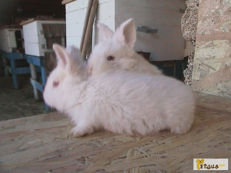 Фото 1/1. Продам кроликов новозеландская белая