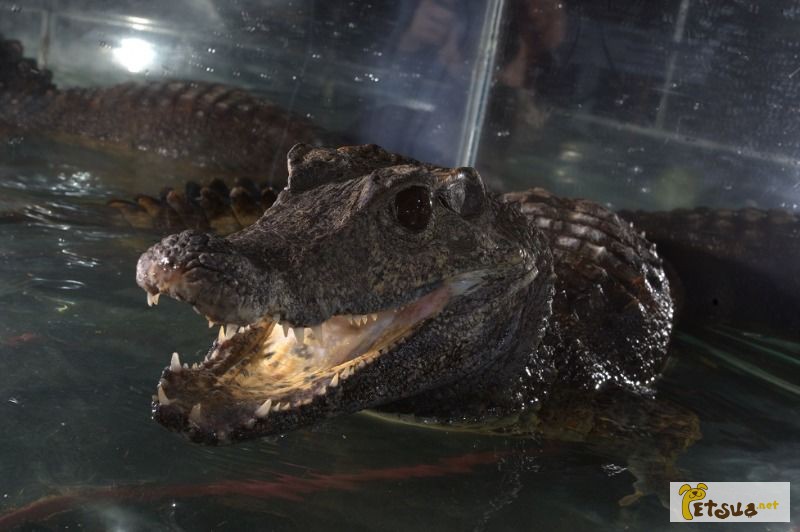 Крокодил - гладколобый кайман