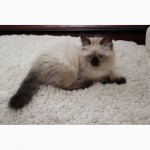 Котёнок (мальчик) породы Невская Маскарадная ищет любящих хозяев :)