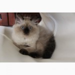 Котёнок (мальчик) породы Невская Маскарадная ищет любящих хозяев :)