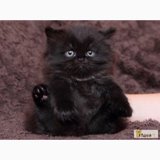 Черный британский длинношерстный котик
