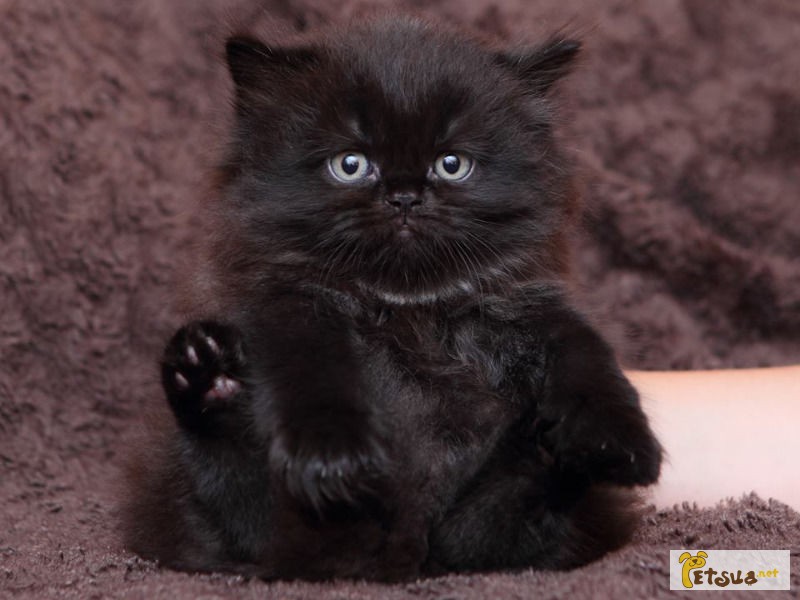 Черный британский длинношерстный котик