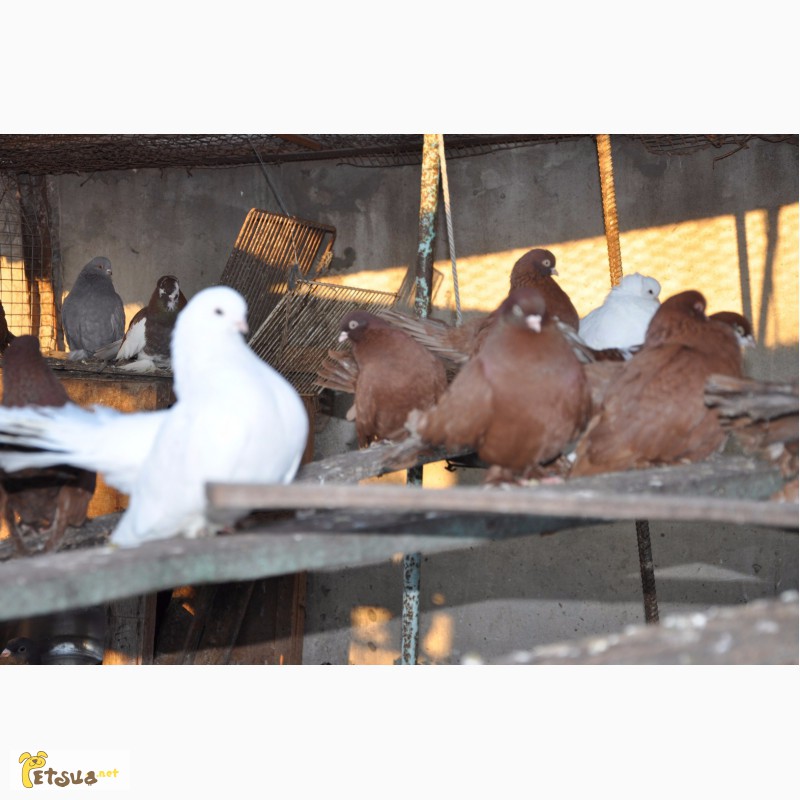 Фото 2. Продам статных голубей