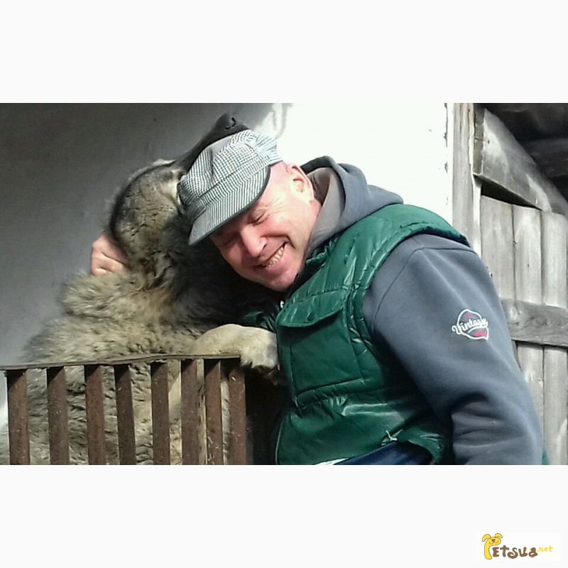 Фото 7. Продам кавказскую овчарку