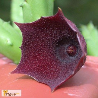 Huernia Aspera (Гуэрния шероховатая)