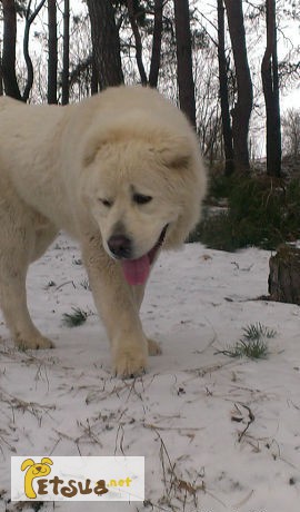 Фото 1/1. Белый медведь 3 года